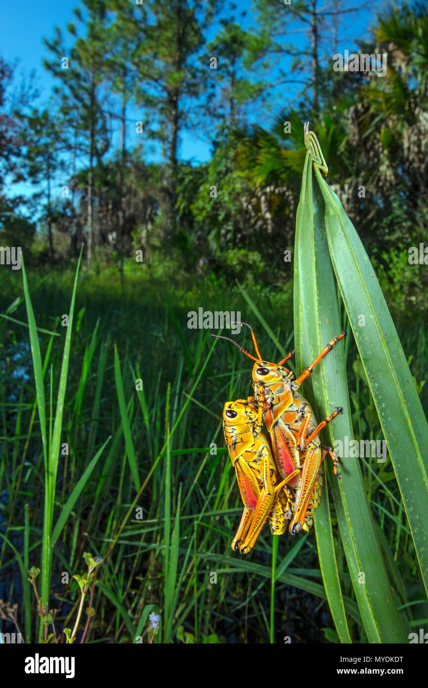 Östlichen lubber Heuschrecke, Romalea microptera, Fütterung auf Pflanzen. Stockfoto