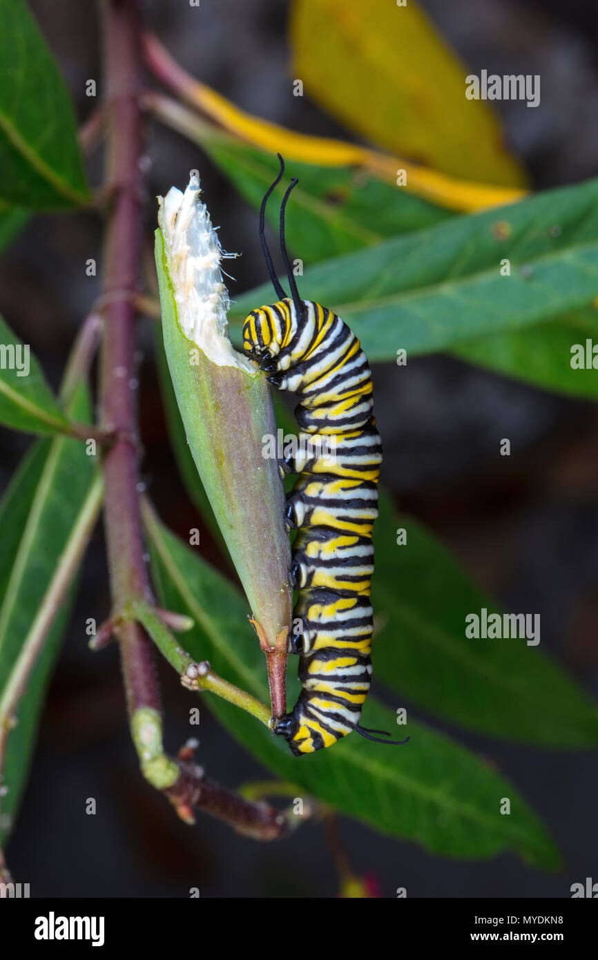 Ein Monarch Caterpillar, Danaus plexippus, Fütterung auf Schmetterling milkweed. Stockfoto