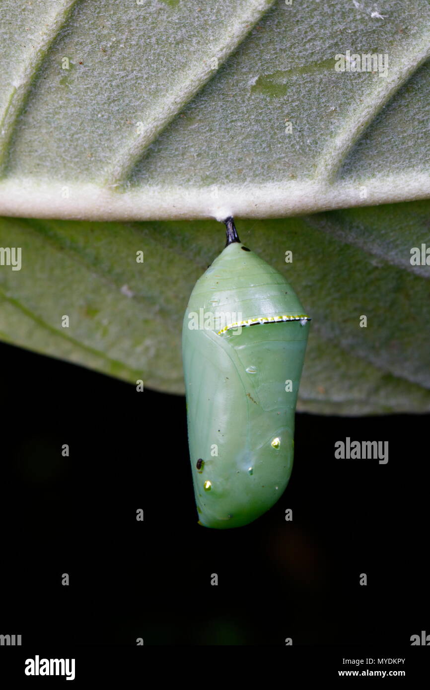 Ein Monarch Danaus plexippus Raupe Puppe, befestigt auf Afrikanischen milkweed. Stockfoto