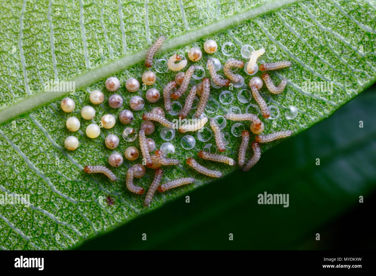 Polka Dot Wespen Motten und Eier oder Larven, Syntomeida epilais, schraffur Sequenzen auf der Oleander Blätter. Stockfoto