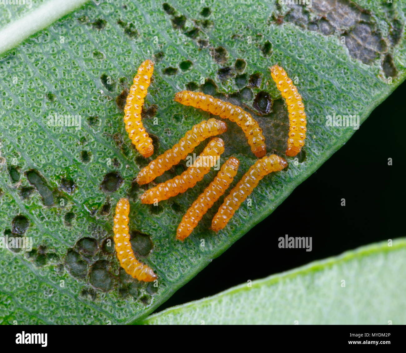 Polka Dot wasp Mottenlarven, Syntomeida epilais, Fütterung auf oleander Blätter. Stockfoto