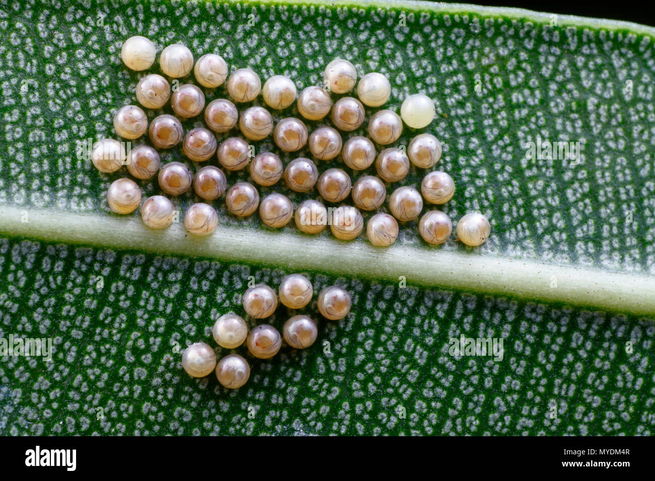 Polka Dot Wespen Motten und Eier oder Larven, Syntomeida epilais, bereit, auf oleander Blätter zu schlüpfen. Stockfoto
