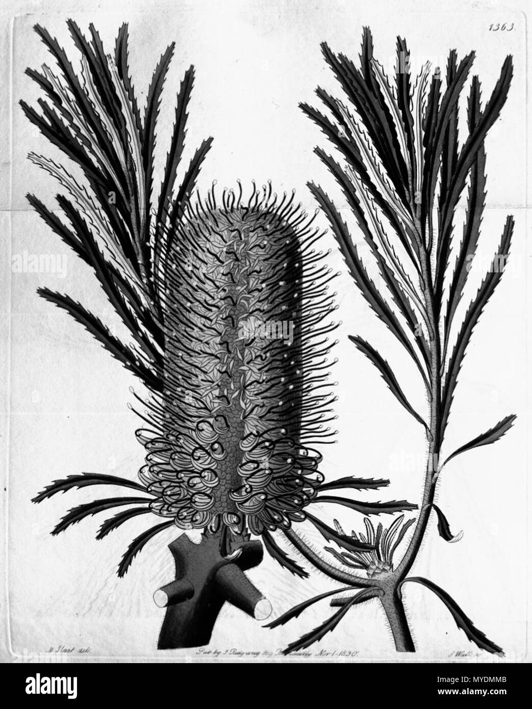 . Dies ist ein Schwarz/Weiß-Scan von Edwards's Botanical Register, Band 16, 1363. Banksia (Banksia littoralis littoralis R. Br.). 1830. TBA 155 Edwards botanischen Registrieren Band 16 Platte 1363 - Banksia littoralis Stockfoto