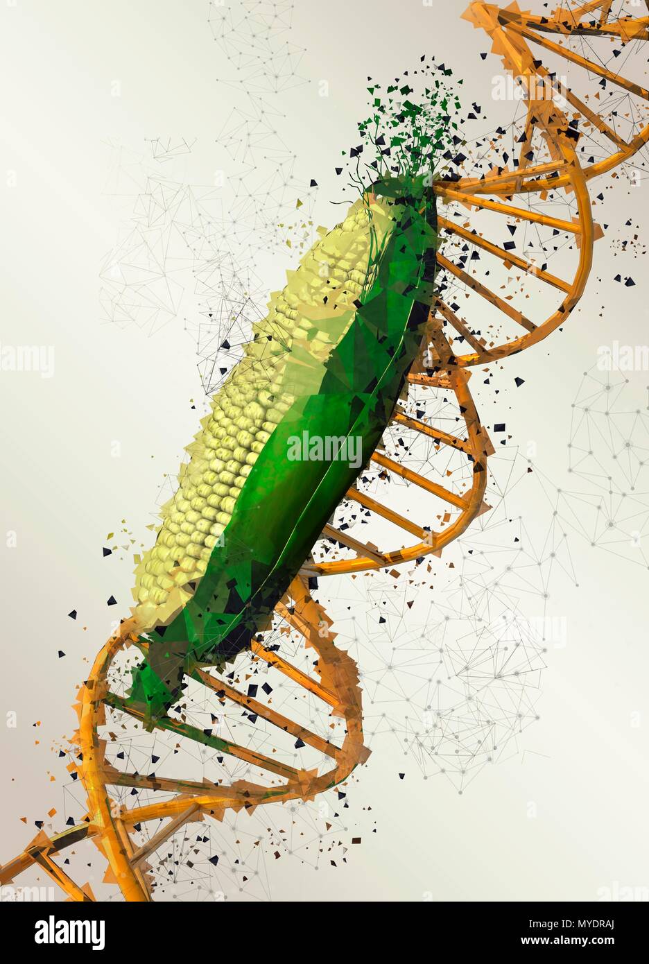 Genetisch veränderter Mais, Illustration. Stockfoto