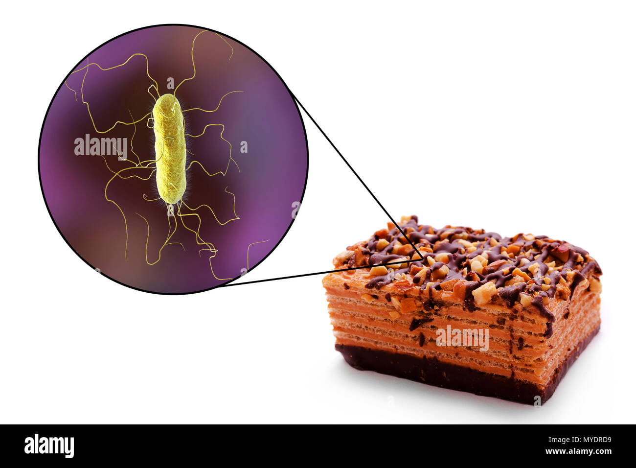 Lebensmittelbedingten Krankheiten, konzeptionelle Darstellung. Eine lebensmittelbedingte Infektion ist eine ansteckende Krankheit, die nach der Einnahme von pathogenen Mikroorganismen mit Nahrungsmitteln entwickelt. Viele Bakterien sind Erreger von lebensmittelbedingten Infektionen, einschließlich Bakterien der Gattung Proteus, insbesondere Proteus mirabilis. Stockfoto