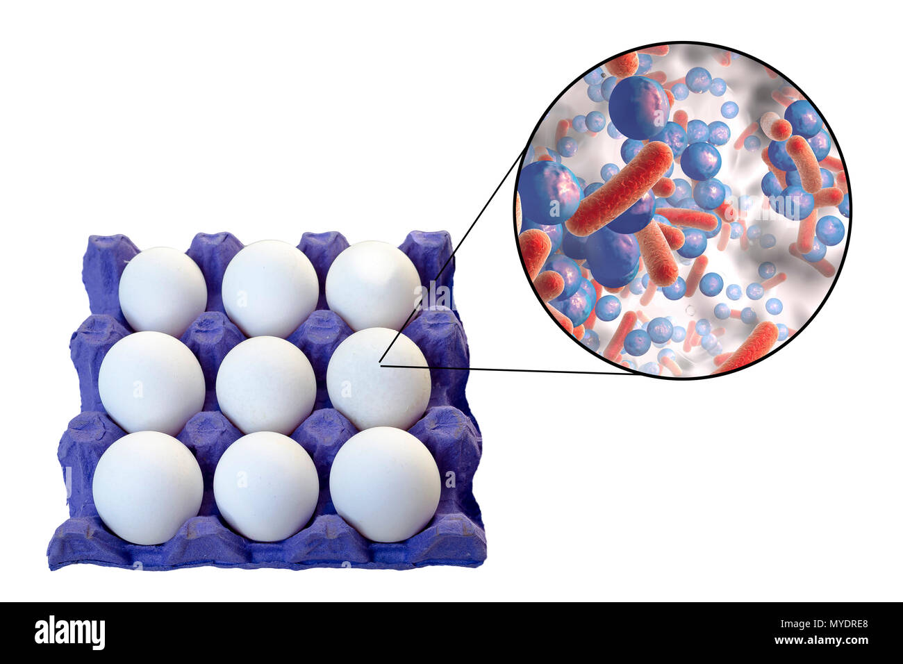 Übertragung von lebensmittelbedingten Infektionen von Hühnereiern, konzeptionelle Darstellung. Hühnereier sind oft mit unterschiedlichen Mikroorganismen, insbesondere Salmonella, Listeria und Staphylococcus aureus kontaminiert, dass der Erreger kann der Nahrung werden übertragbare Krankheiten. Stockfoto