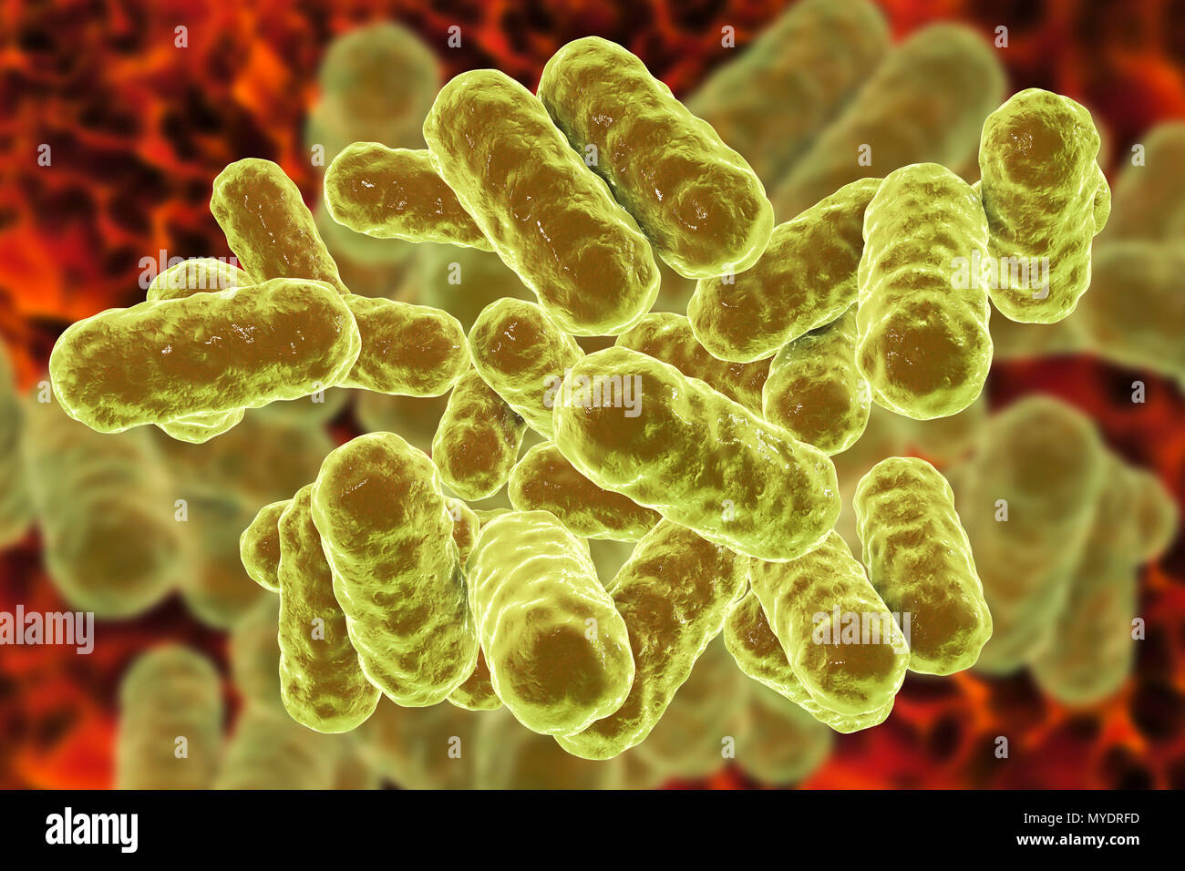 Enterobacter Sp Bakterien Computer Abbildung Diese Sind Gramnegative Bazillen Stabchenformige Bakterien Mitglieder Der Gattung Enterobacter Gibt