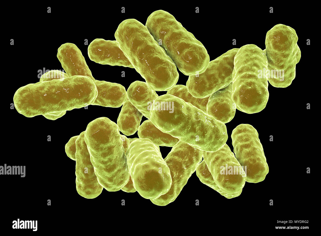 Enterobacter Sp Bakterien Computer Abbildung Diese Sind Gramnegative Bazillen Stabchenformige Bakterien Mitglieder Der Gattung Enterobacter Gibt