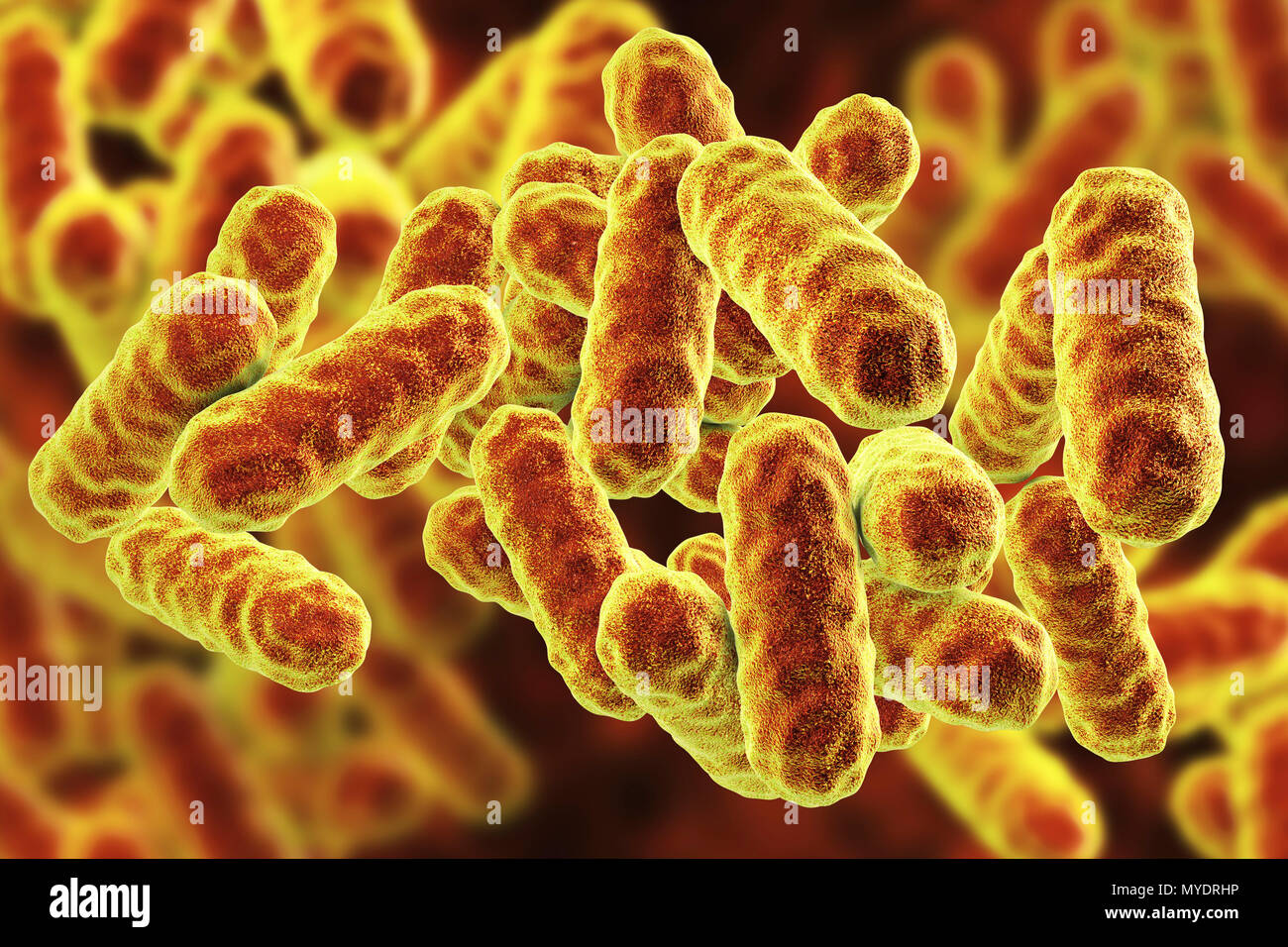 Serratia marcescens Bakterien, computer Abbildung. Serratia sp. sind stabförmige Gram-negative Bakterien. Sie treten als kommensalen Flora in der intestinalen Schleimhäute des Menschen und der Säugetiere. S. marcescens wird gelegentlich Pathogene in den Menschen, in der langfristigen präsentieren, chronisch kranke Patienten, bei denen Sie septikämie führen kann. Medizinische Interesse an Serratia sp. gab es nur, weil sie wahrscheinlich waren in Bereichen, in denen andere potenzielle Krankheitserreger gefunden wurden, und Bedarf isoliert werden, identifiziert werden. Stockfoto