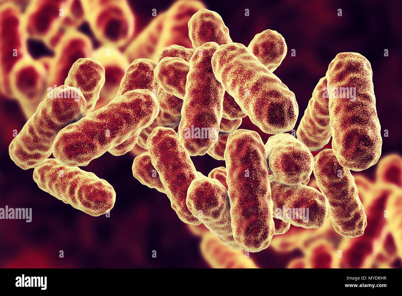 Serratia marcescens Bakterien, computer Abbildung. Serratia spp. sind stabförmige Gram-negative Bakterien, sie kommen als kommensalen Flora in der intestinalen Schleimhäute des Menschen und der Säugetiere. S. marcescens wird gelegentlich Pathogene in den Menschen, die in der langfristigen, chronisch kranke Patienten, wo Sie septikämie führen kann. Medizinische Interesse an Serratia sp. gab es nur, weil sie wahrscheinlich waren in Bereichen, in denen andere potenzielle Krankheitserreger gefunden wurden, und Bedarf isoliert werden, identifiziert werden. Stockfoto