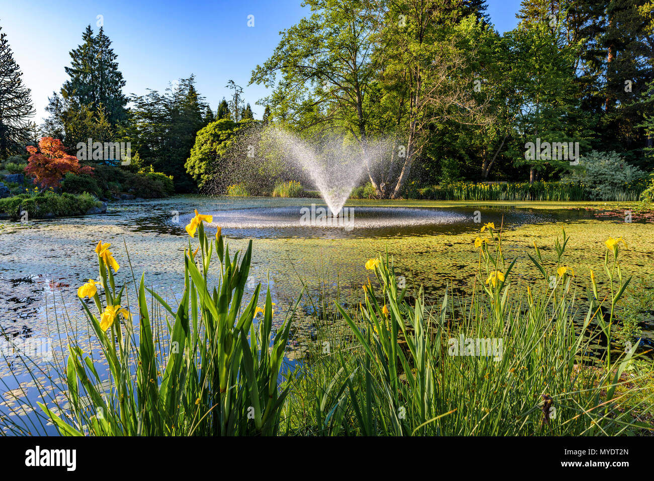 Teich mit Springbrunnen, VanDusen Botanical Garden, Vancouver, British Columbia, Kanada. Stockfoto