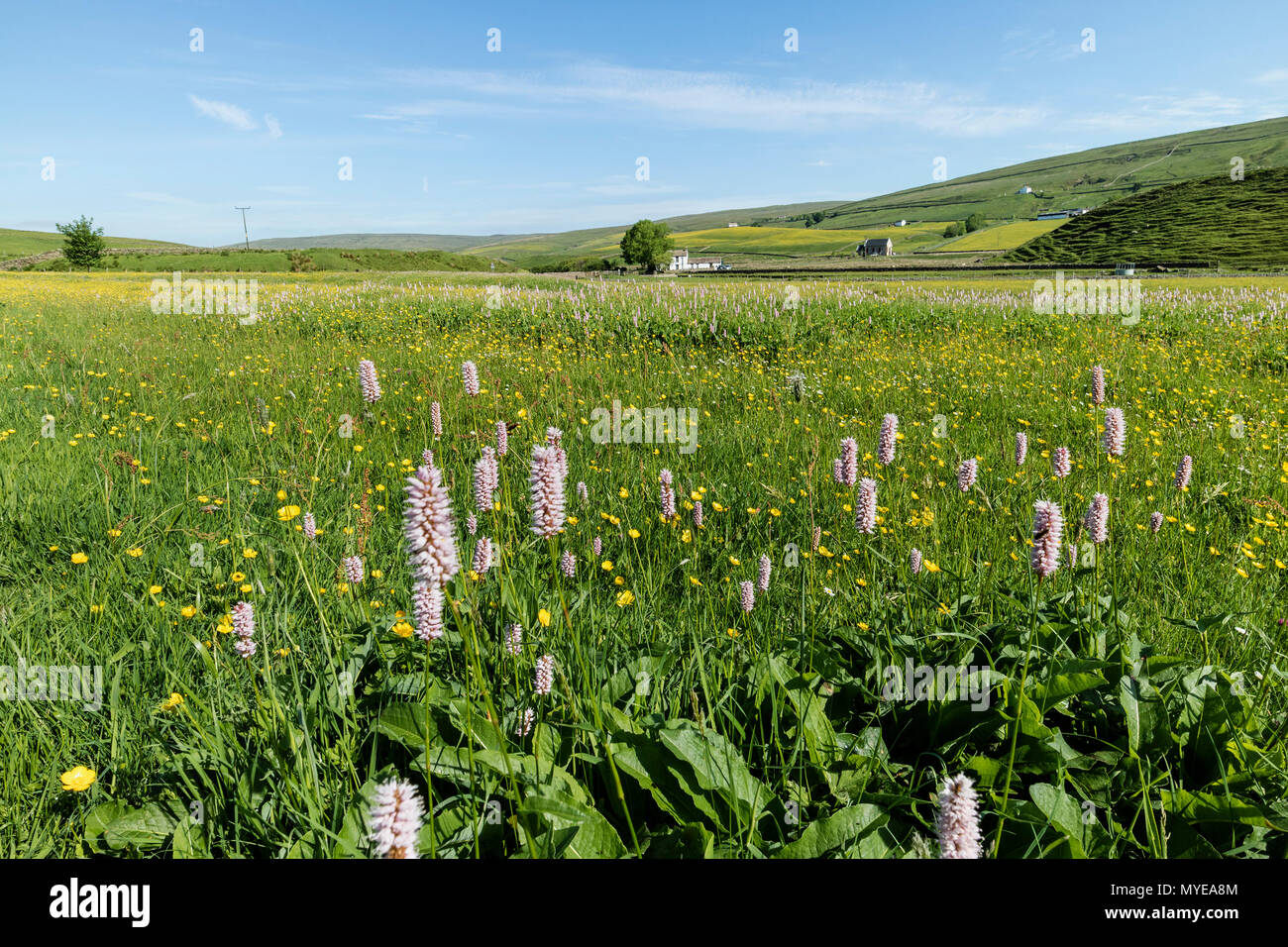 Harwood, Obere Teesdale, County Durham. 7. Juni 2018. UK Wetter. Nach einem bewölkten Start in den Tag der Himmel klar und die traditionelle wilde Blume mähwiesen der oberen Teesdale in der North Pennines einen anderen Tag der Sonne zu genießen. David Forster/Alamy leben Nachrichten Stockfoto