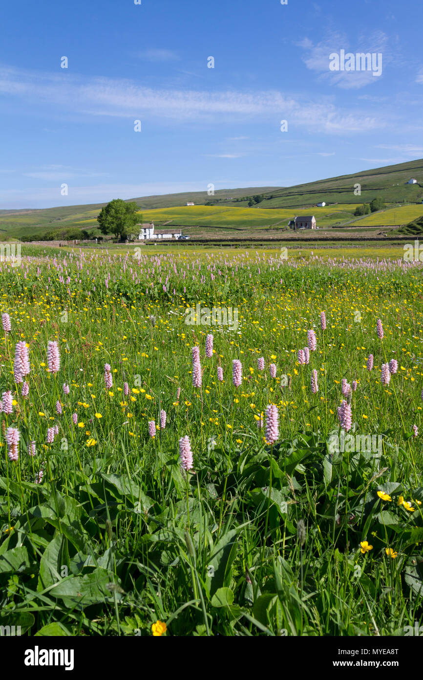Harwood, Obere Teesdale, County Durham. 7. Juni 2018. UK Wetter. Nach einem bewölkten Start in den Tag der Himmel klar und die traditionelle wilde Blume mähwiesen der oberen Teesdale in der North Pennines einen anderen Tag der Sonne zu genießen. David Forster/Alamy leben Nachrichten Stockfoto