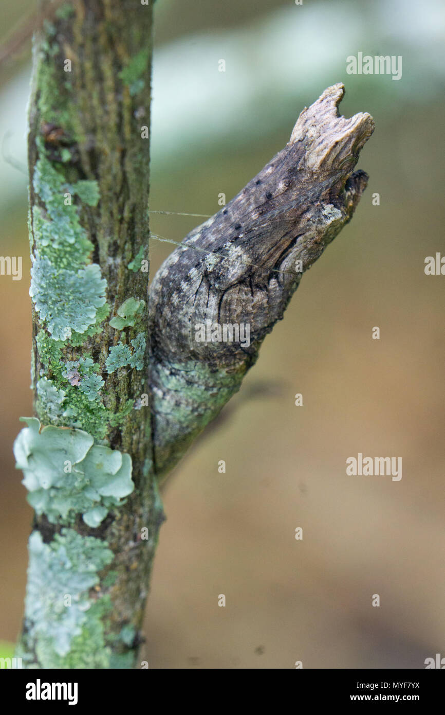 Östlichen Giant Swallowtail Butterfly Chrysalis (Papilio cresphontes) nutzt Tarnung zu sehen aus wie ein Stick Stockfoto