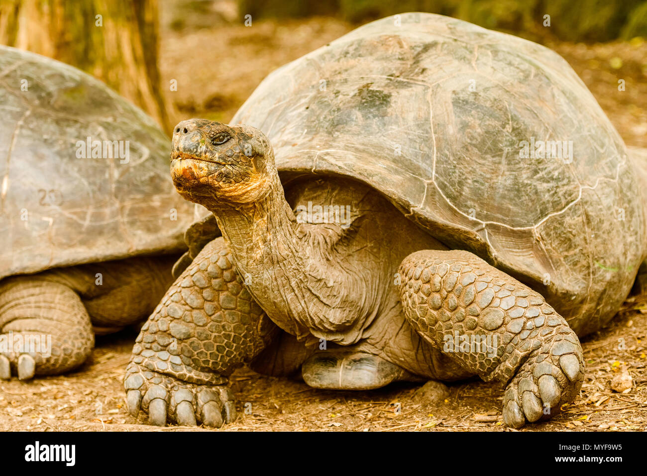 Riesige Schildkröte Florena Insel. Galapagos Schildkröte ist das größte lebende Arten der Schildkröte, erreichen ein Gewicht von über 400 kg, Länge 1,8 m Stockfoto