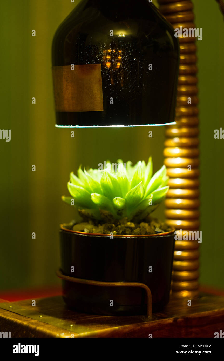 Leuchte handmade-stand für Blumentopf im Vintage Style, Holz, Kupfer Beschläge, LED-Lampe auf einem schwarzen Hintergrund. Stockfoto