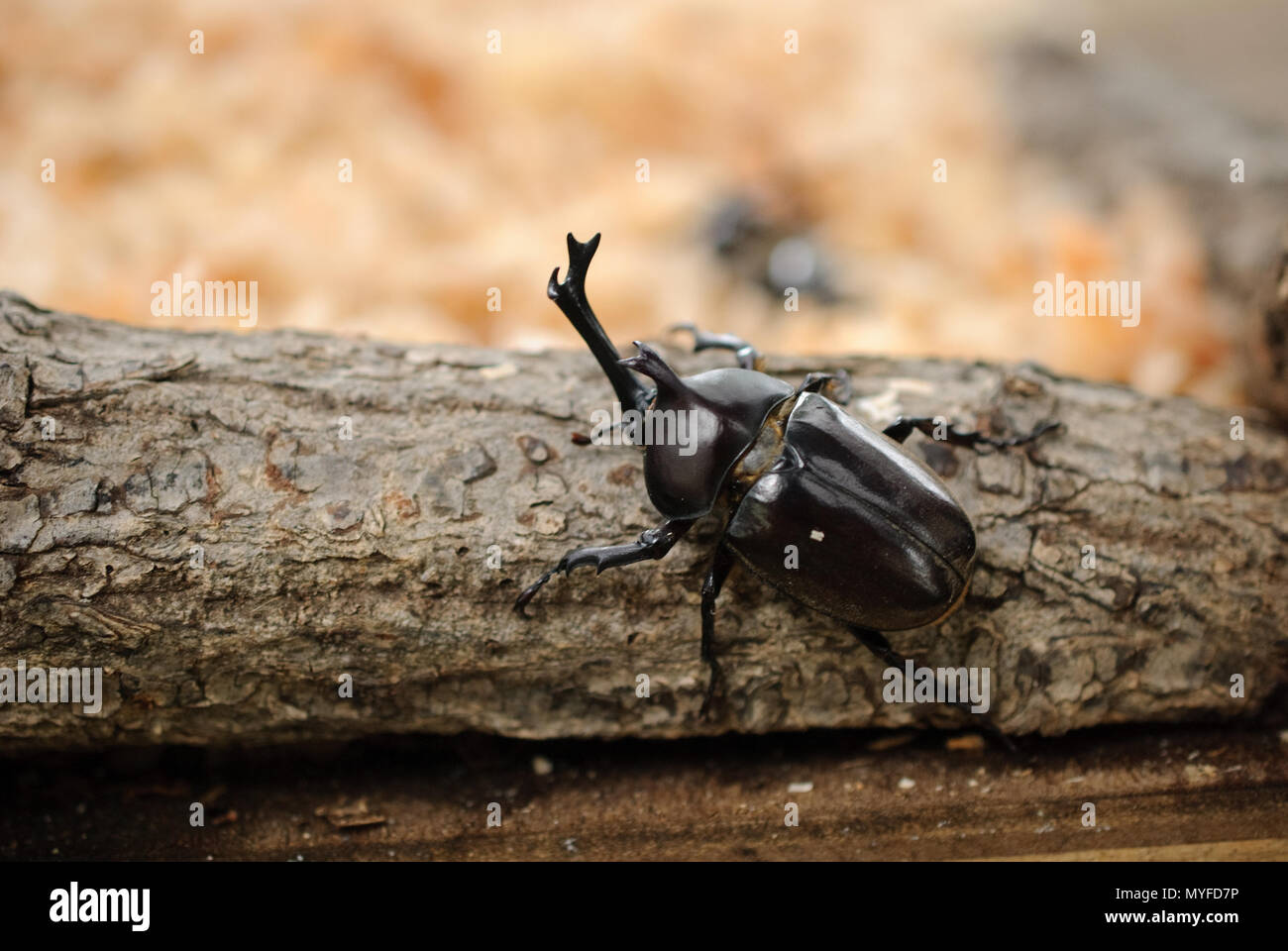 Japanische Nashorn Käfer (Trypoxylus Dichotomus) Stockfoto
