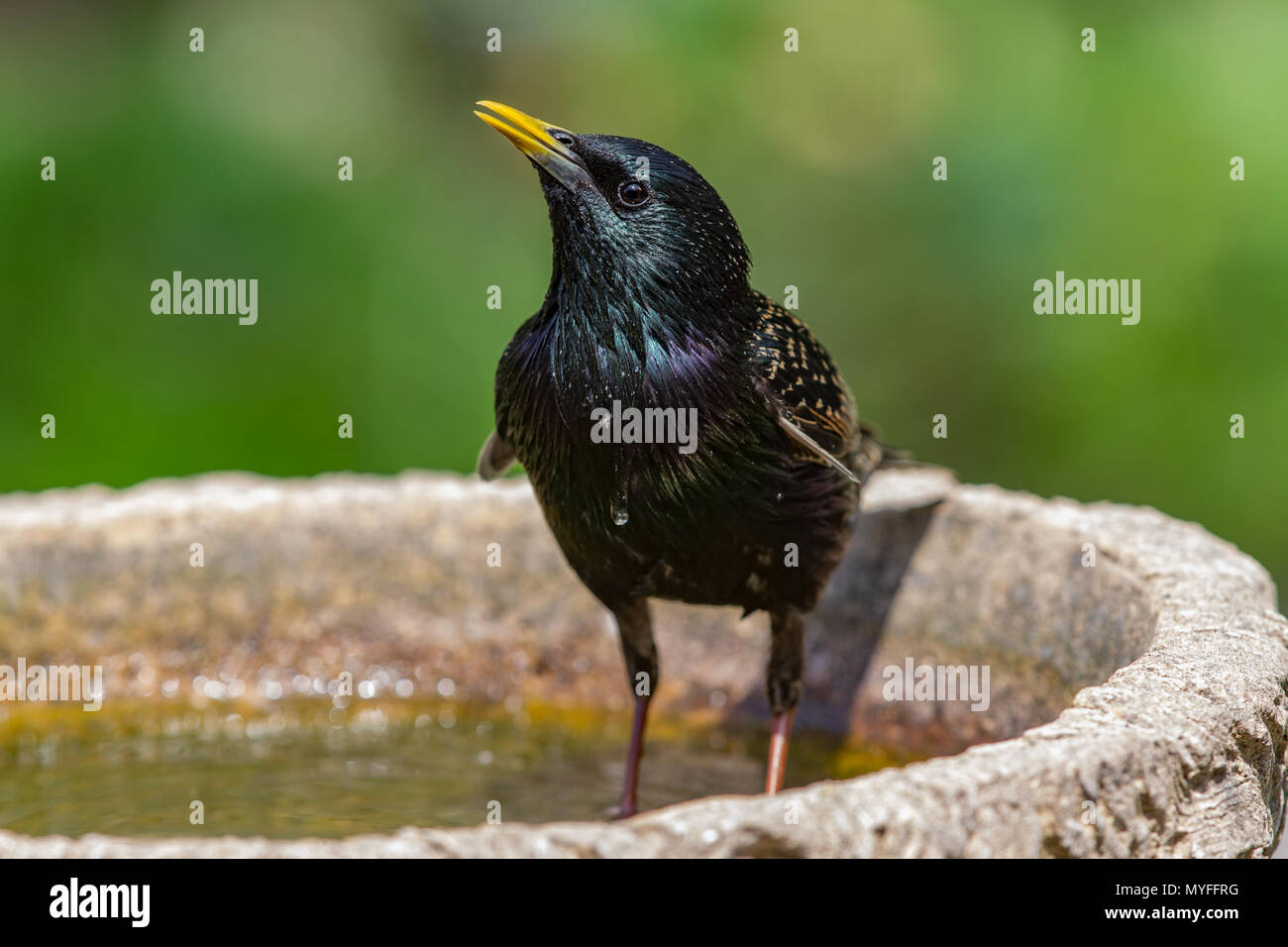 Starling. Sturnus vulgaris. Einzelne Erwachsene in Vogelbad. West Midlands. Britische Inseln. West Midlands. Britische Inseln. Stockfoto