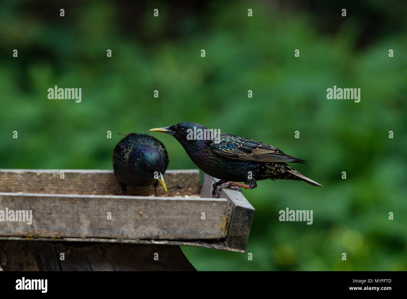 Starling. Sturnus vulgaris. Zwei Erwachsene auf bird Tabelle. West Midlands. Britische Inseln. West Midlands. Britische Inseln. Stockfoto