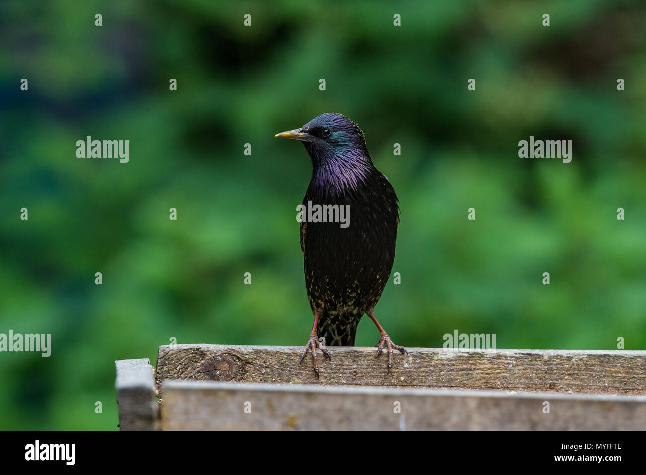 Starling. Sturnus vulgaris. Einzelne Erwachsene auf bird Tabelle. West Midlands. Britische Inseln. West Midlands. Britische Inseln. Stockfoto