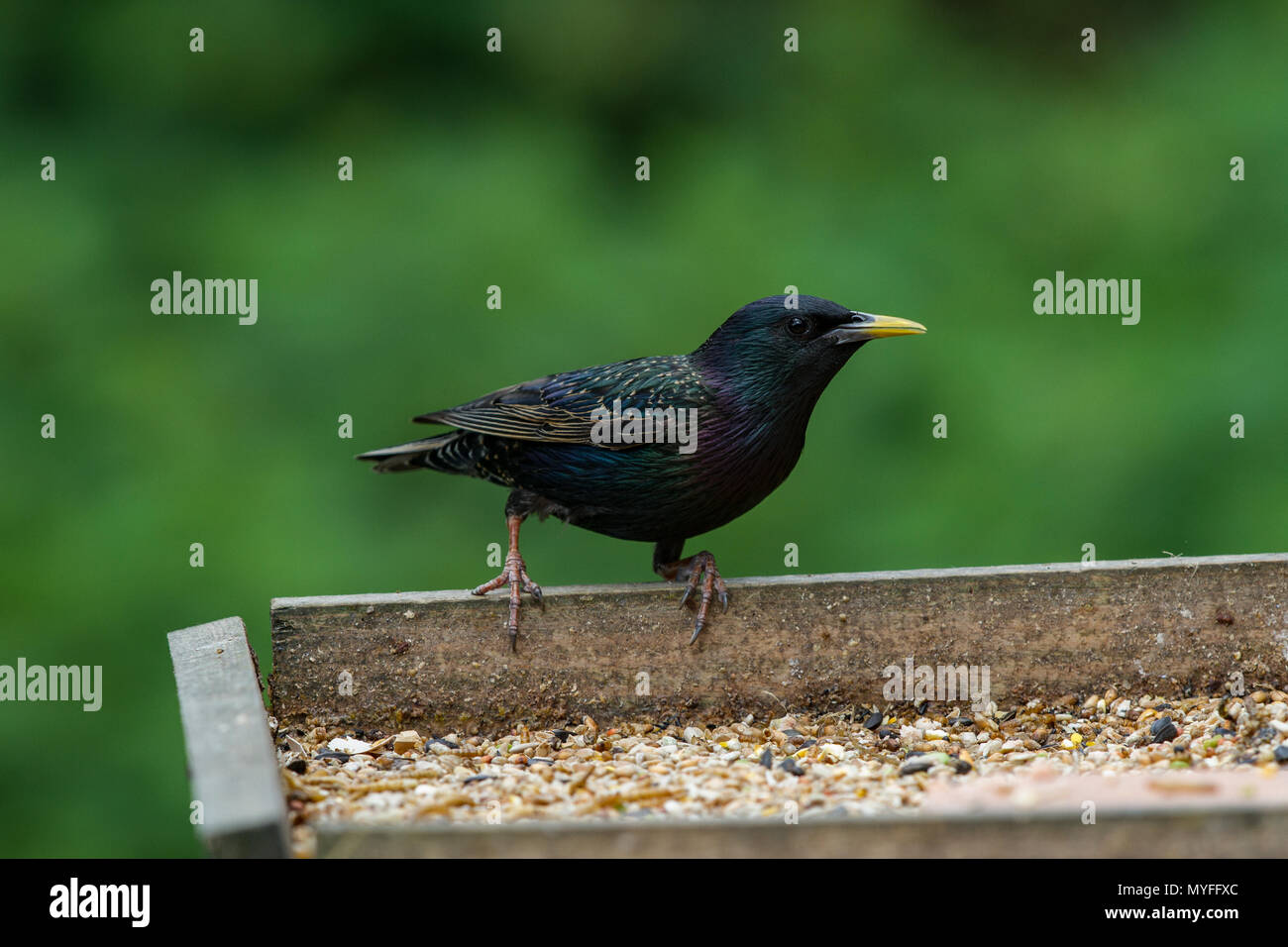 Starling. Sturnus vulgaris. Einzelne Erwachsene auf bird Tabelle. West Midlands. Britische Inseln. West Midlands. Britische Inseln. Stockfoto