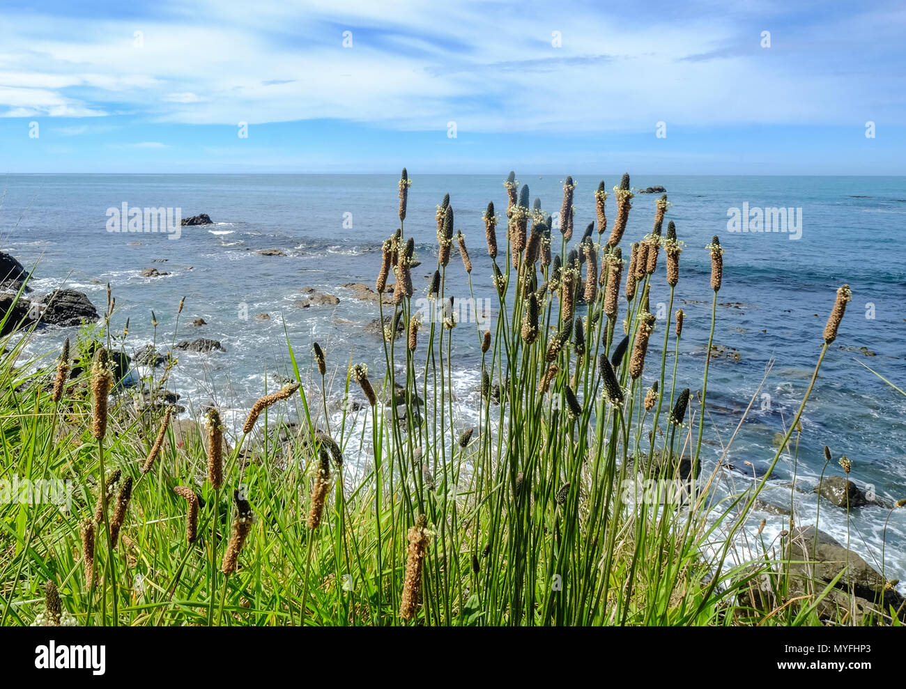 Wildes Gras mit seascape Hintergrund bei sonnigen Tag in South Island, Neuseeland. Stockfoto