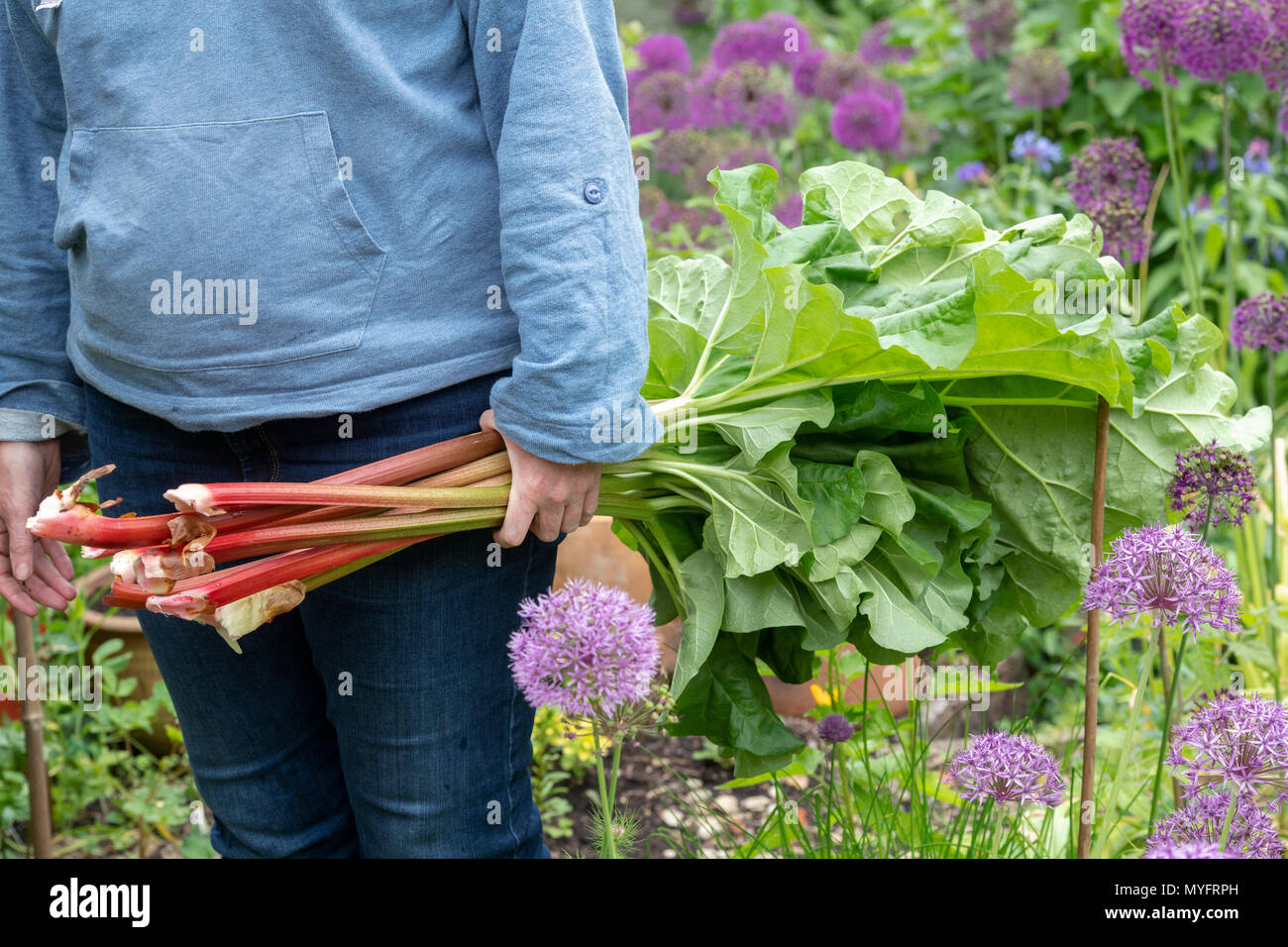 Rheum rhabarbarum. Gärtner, die geerntet Rhabarber Sticks im Frühjahr. Großbritannien Stockfoto