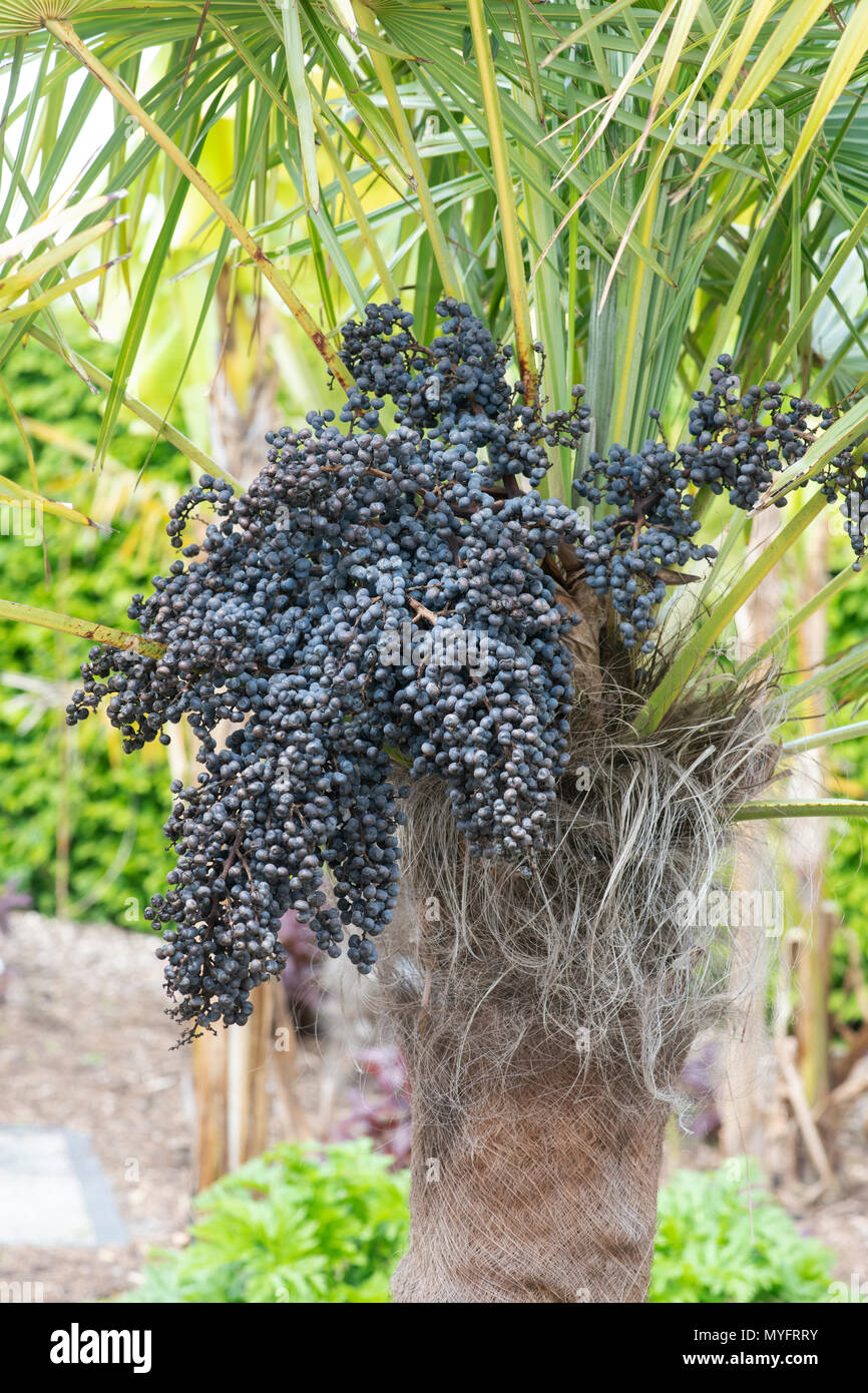 Trachycarpus Fortunei. Chusan Palm Früchte auf dem Baum Stockfoto