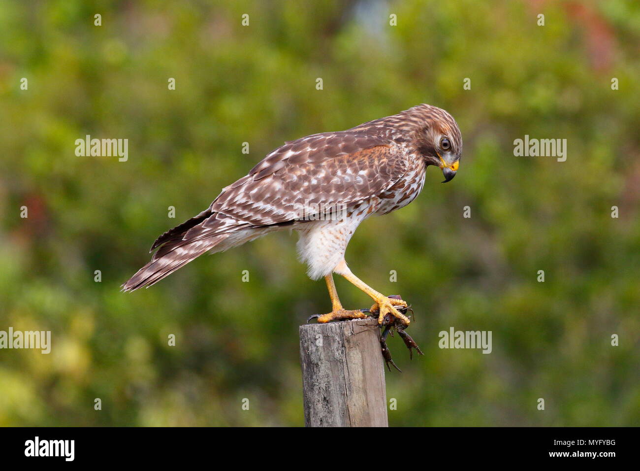 Dieses Rot - geschulterten Falken, Buteo lineatus, Essen ein flusskrebs. Stockfoto