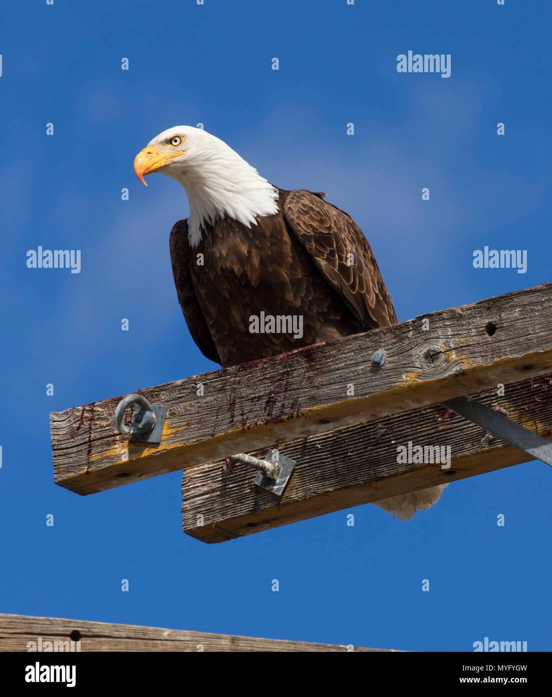 Der Weißkopfseeadler, Tule Lake National Wildlife Refuge, Kalifornien Stockfoto