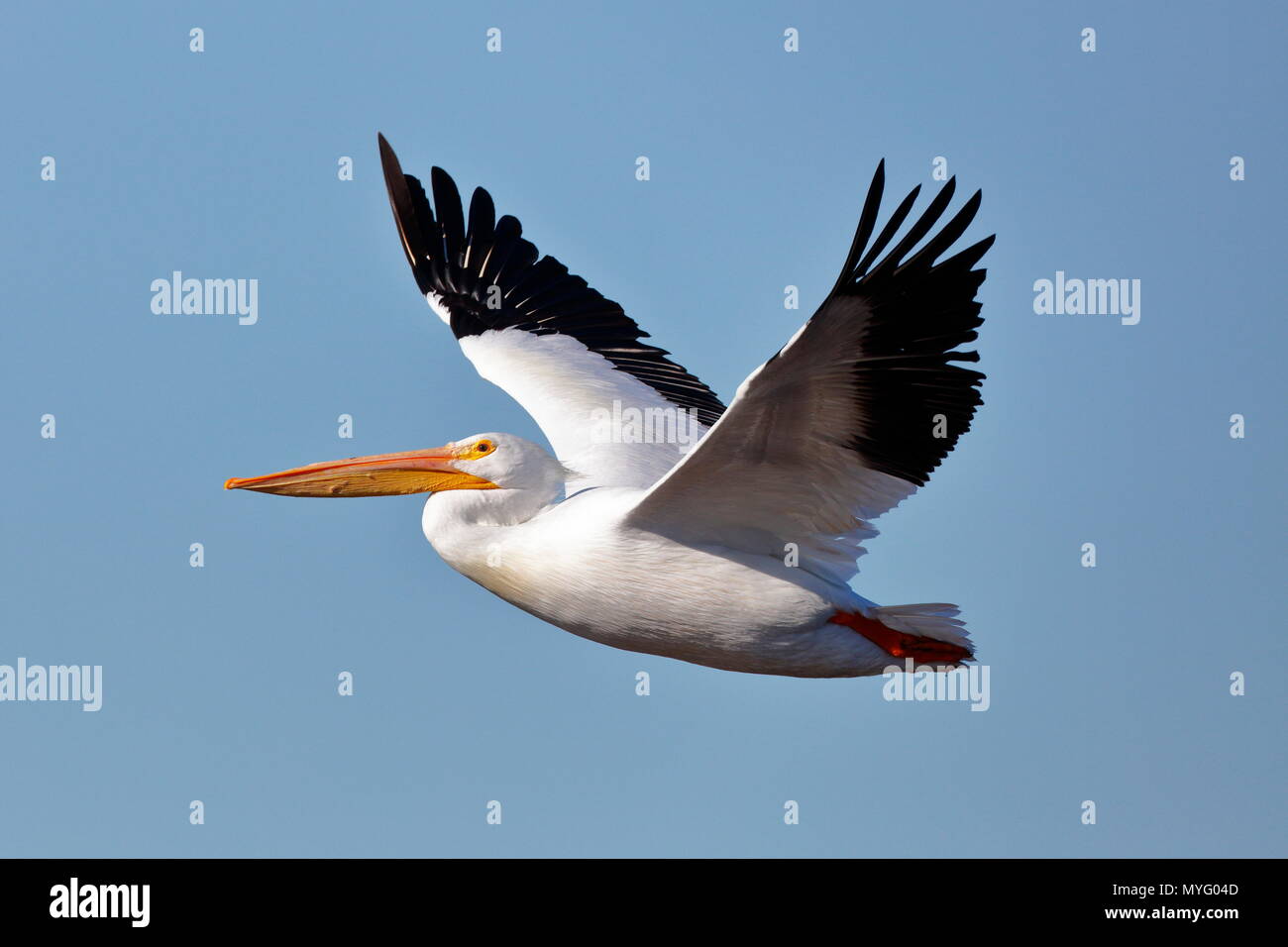 American White Pelican, Pelecanus erythrorhynchos, im Flug. Stockfoto
