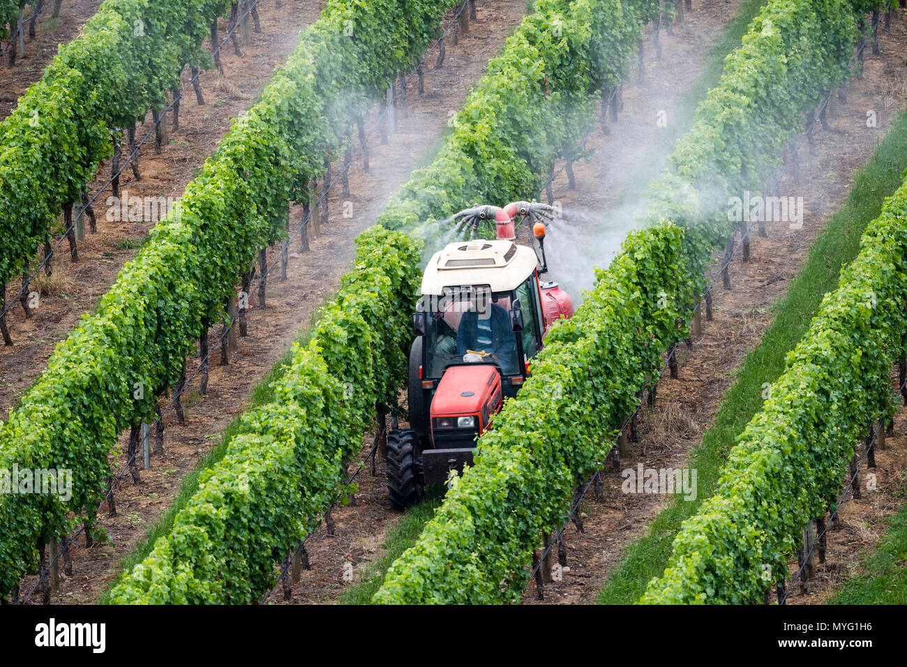 Ein Traktor sprays Dünger auf Weinreben in einem Weinberg. Stockfoto