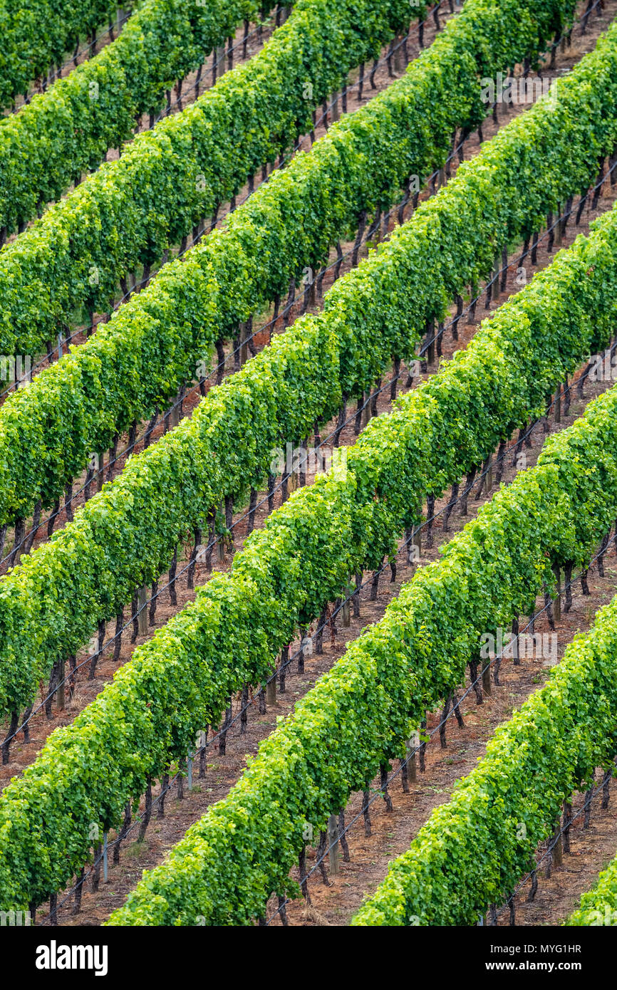 Geometrische Reihen der Weinreben, lineare Muster in einem Weinberg. Stockfoto