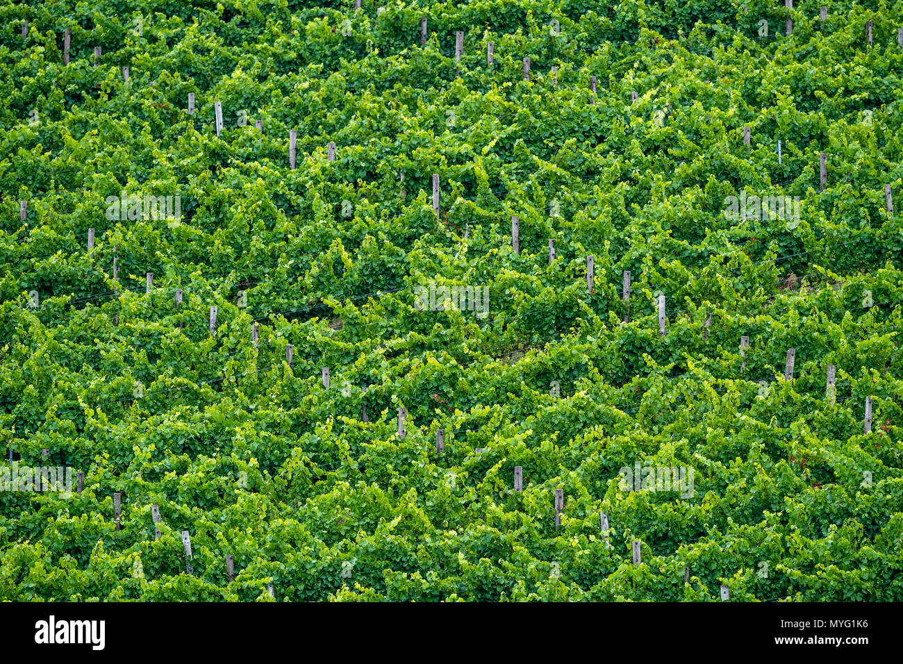 Dichten Weinreben in einem Weinberg. Stockfoto