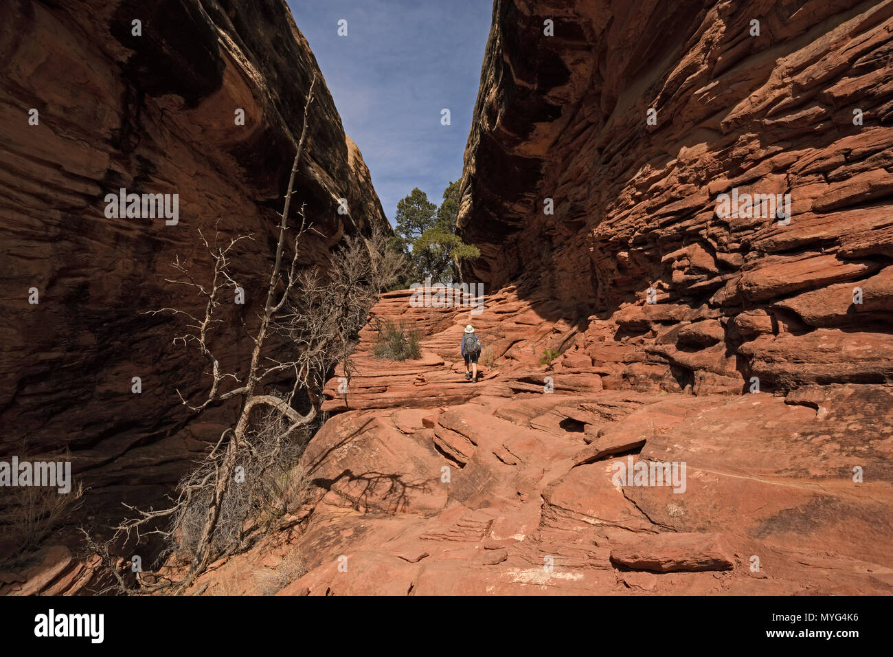 Wanderer Überschrift in einer Wüste Canyon auf den Chesler Park Trail im Canyonlands National Park in Utah Stockfoto