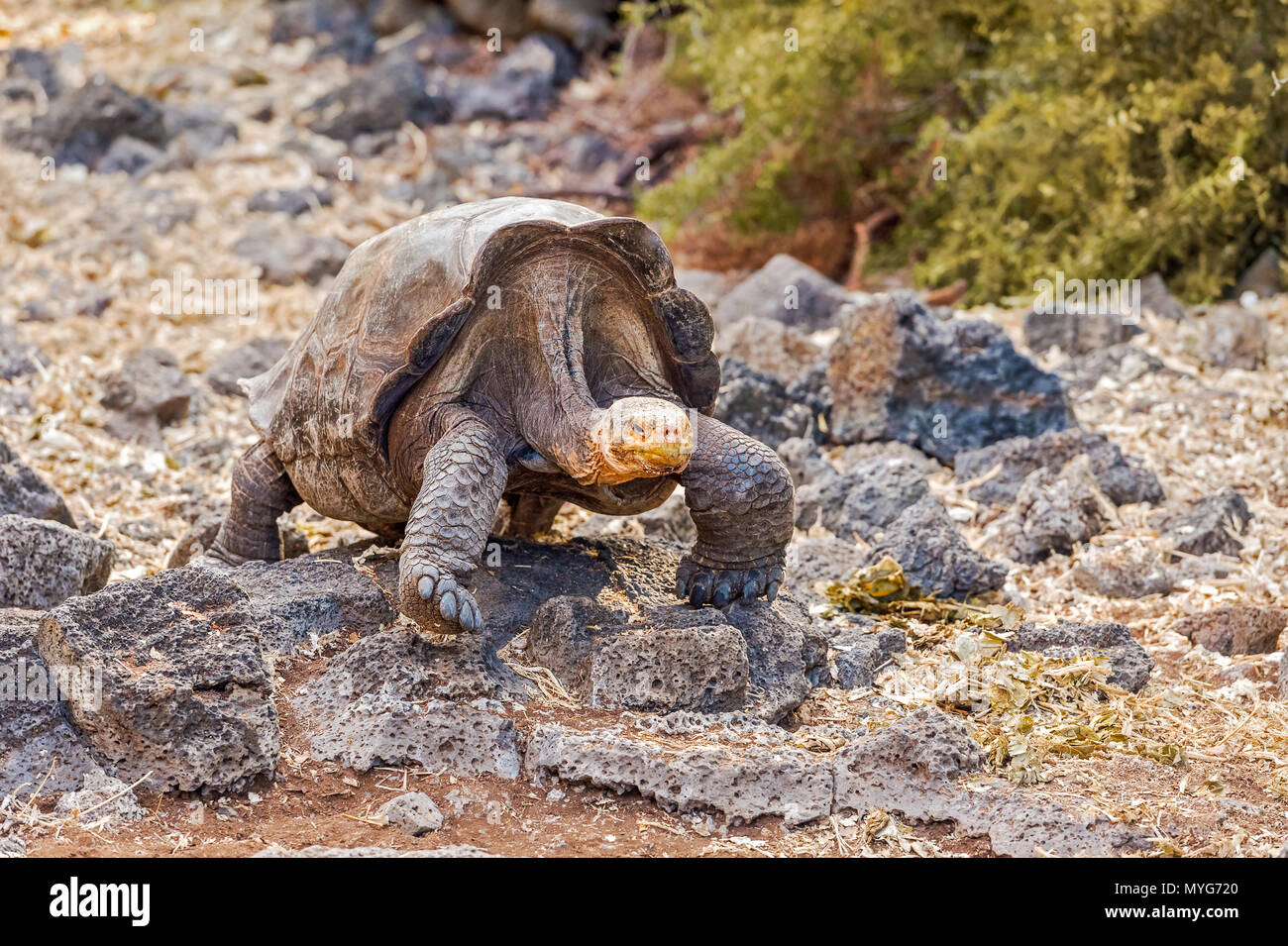Riesige Schildkröte von Santa Cruz Insel der Galapagos-Inseln. Galapagos Schildkröte ist das größte lebende Arten der Schildkröte, erreichen ein Gewicht von über 400 Kilogramm, Stockfoto
