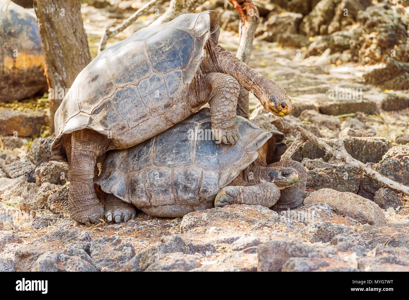 Riesenschildkröten Paarung auf der Insel Santa Cruz. Galapagos Schildkröte ist das größte lebende Arten der Schildkröte, erreichen ein Gewicht von über 400 kg, Längen Stockfoto