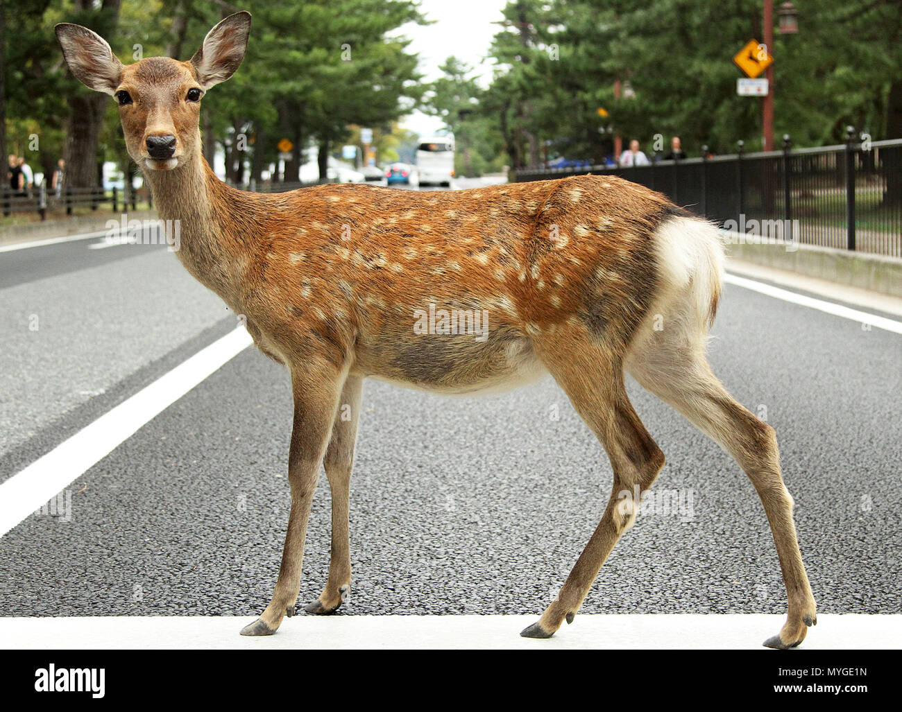 Surreale Bild von ein Reh über die Straße in der touristischen Stadt von Nara Japan. schrulligen Schuß von Rotwild erinnert an Käfer Album Cover Mittel. Dee Stockfoto