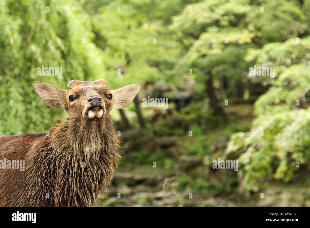 Nahaufnahme, Porträt einer wild Wild in Nara Park Japan. Hirsch, Reh, Elch ziehen eine dumme crazy Gesicht mit üppigen, grünen Wald bush Wildnis in der backgroun Stockfoto