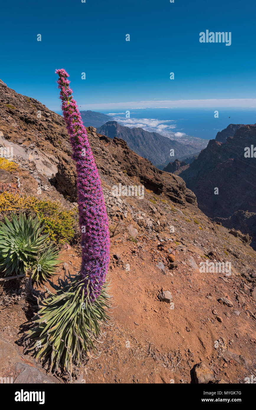 Tajinaste endemische Pflanze, in Roque de Los Muchachos, dem höchsten Gipfel der Insel La Palma, Kanaren, Spanien. Stockfoto