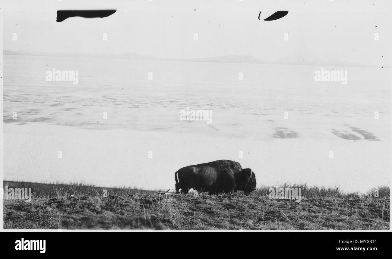 Büffel am Straßenrand in der Nähe von Yellowstone Lake. - Stockfoto