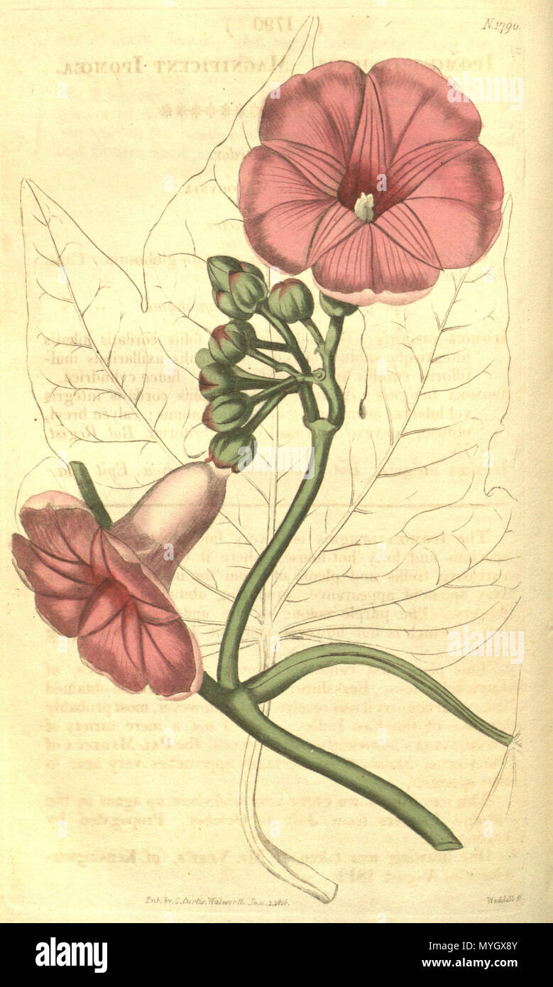 . Ipomoea mauritiana. 1816. John Sims 259 Ipomoea mauritiana (wie I. insignis) Bot. Mag. 43.1790 Stockfoto