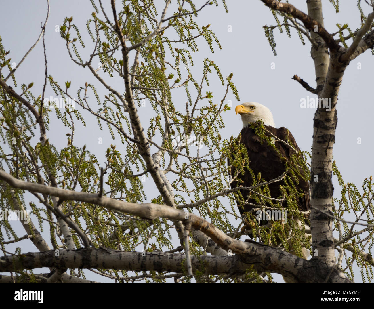 Ein erwachsener Weißkopfseeadler auf einer Pappel Baum im Frühjahr thront. Der Eagle ist fotografiert vor der Kamera mit den Kopf nach links im Profil. Stockfoto