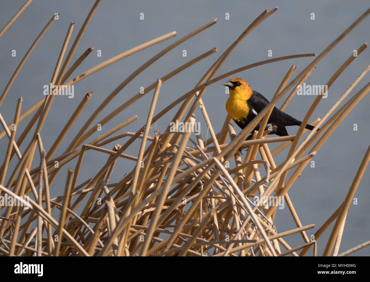 Ein erwachsenes Männchen Yellow-headed blackbird in getrockneten tan Schilf thront. Im Profil mit einer geringen Tiefenschärfe fotografiert. Stockfoto