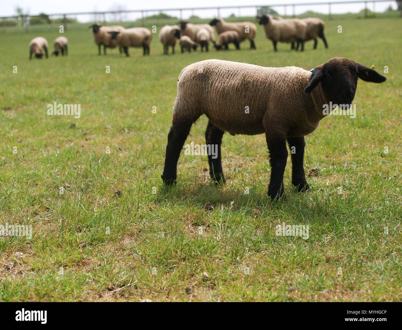 Ein niedliches Suffolk Lamm steht in einem Feld von Gras. Stockfoto