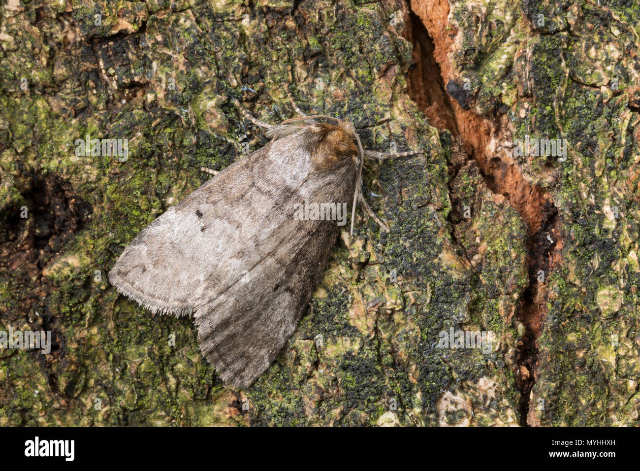 , Zweipunkt-Eulenspinner Zweipunkteulenspinner Erlen-Wollrückenspiner Ochropacha duplaris,,, Palimpsestis dupalris, Ochropacha subalpina, gemeinsame Laute Stockfoto