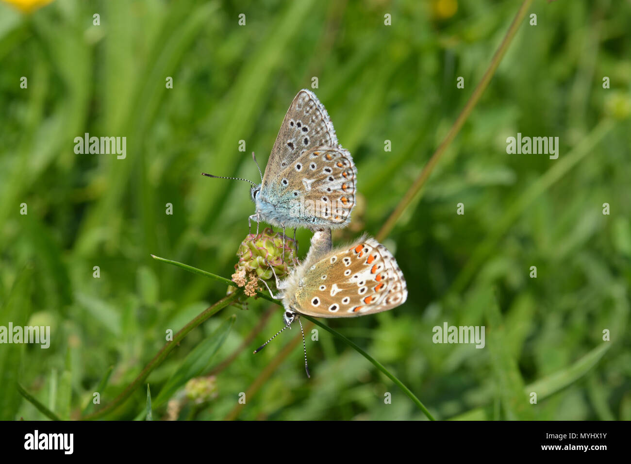Adonis blaue Schmetterlinge Paarung Stockfoto