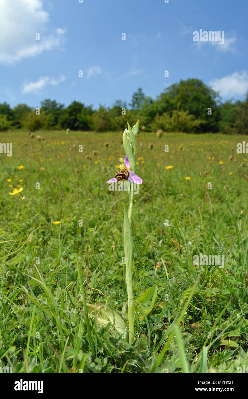 Biene-Orchidee Stockfoto