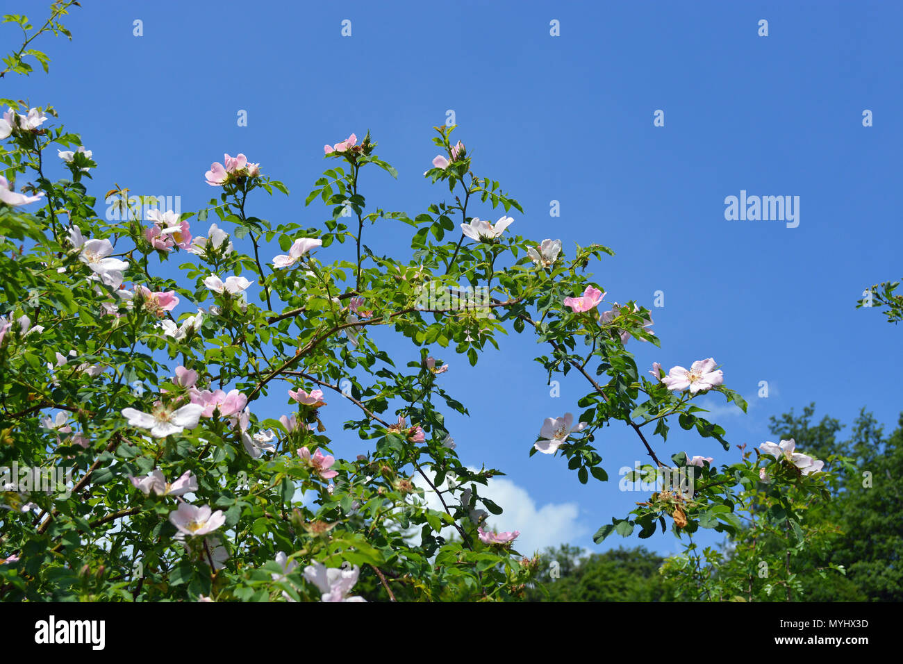Heckenrose Stockfoto