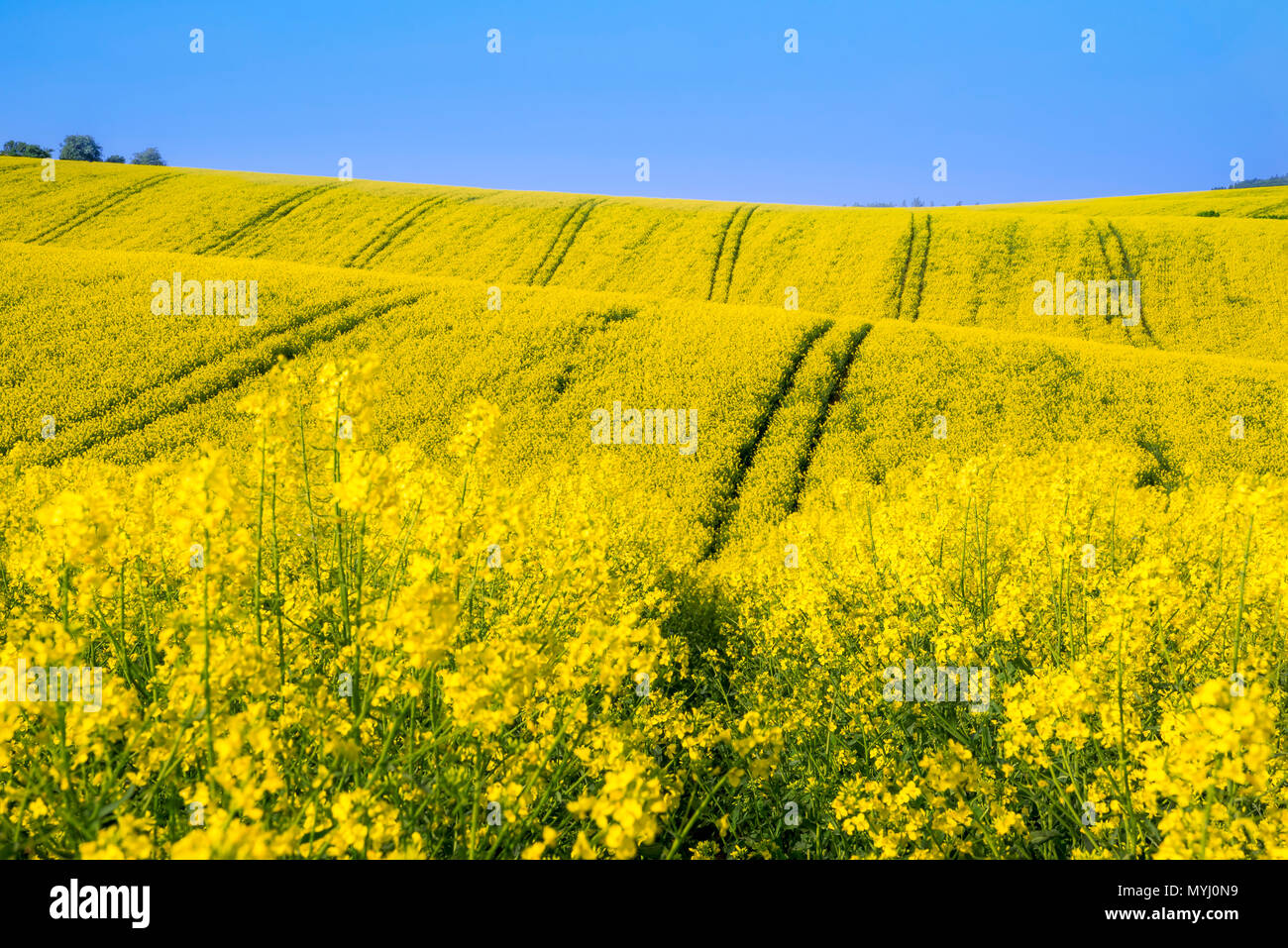 Schöne Landschaft mit gelben Raps Kulturen auf Hügeln, an einem sonnigen Tag, in der Nähe von Korycany Dorf, in Südmähren, in der Tschechischen Republik. Stockfoto